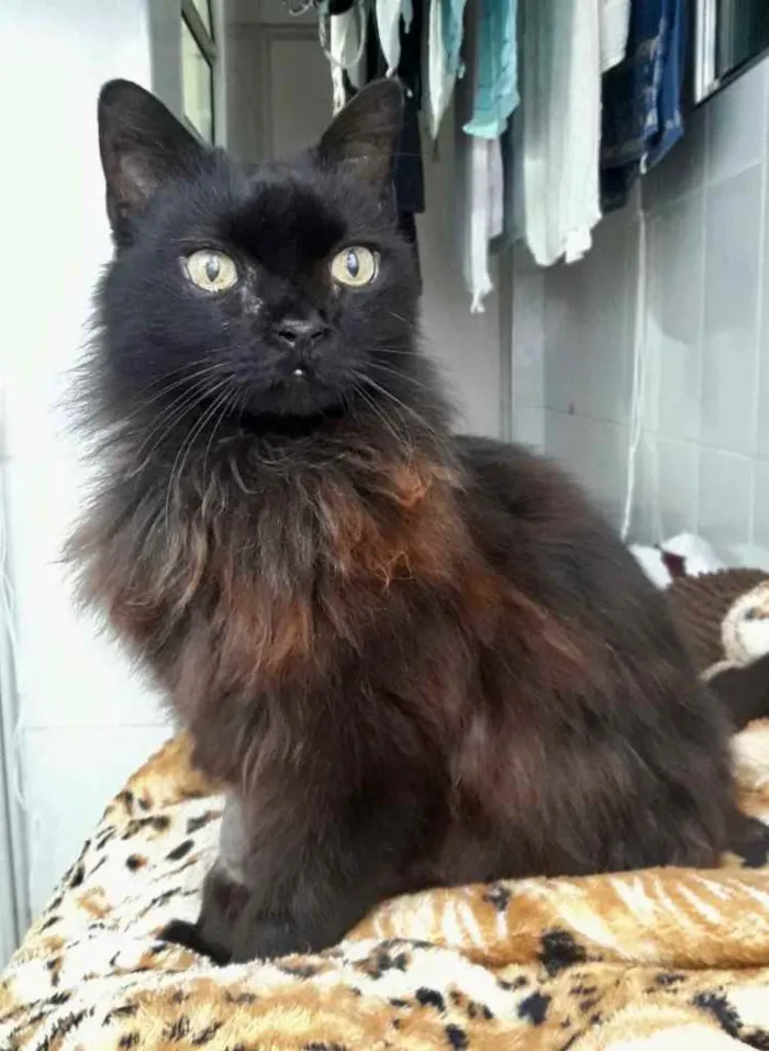 Gato ra a Srd idade 1 ano nome Maya belíssima