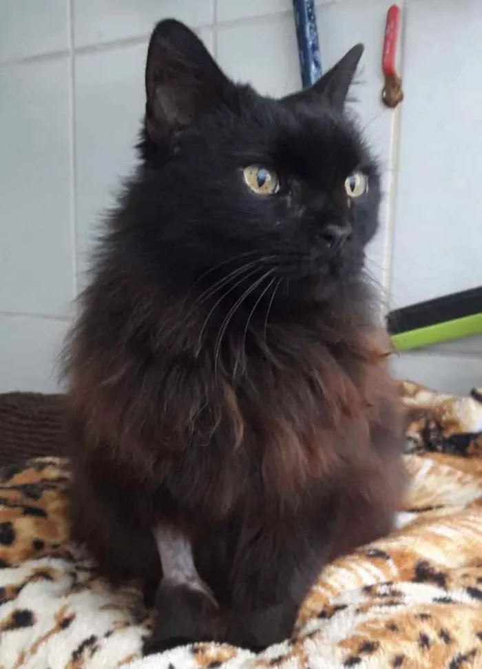 Gato ra a Srd idade 1 ano nome Maya belíssima