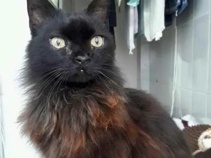 Gato ra a Srd idade 1 ano nome Maya belíssima