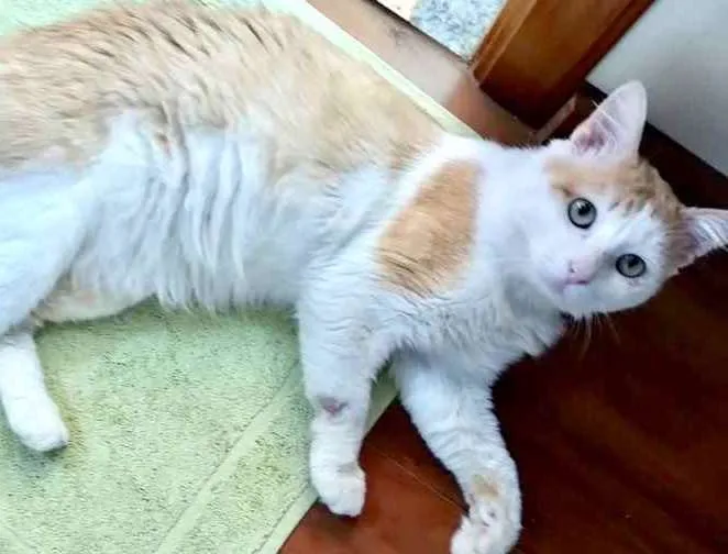 Gato ra a Srd idade 1 ano nome Ming belíssimo