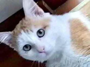 Gato raça Srd idade 1 ano nome Ming belíssimo