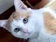 Ming belíssimo