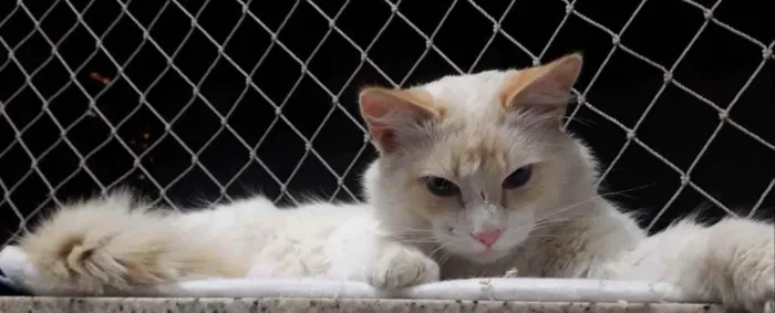 Gato ra a Srd idade 1 ano nome Aslan belíssimo