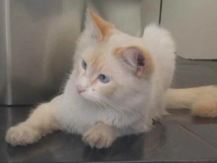 Gato ra a Srd idade 1 ano nome Aslan belíssimo