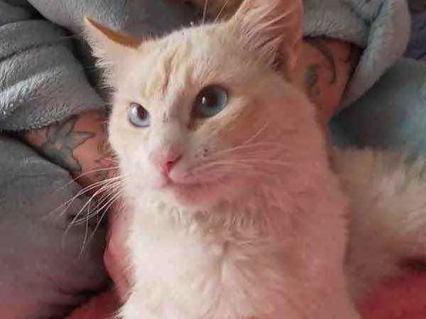 Gato ra a Srd idade 1 ano nome Aslan belíssimo