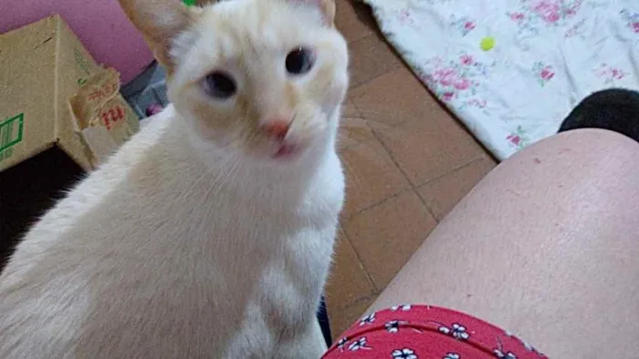 Gato ra a Srd idade 1 ano nome Pepe belíssimo