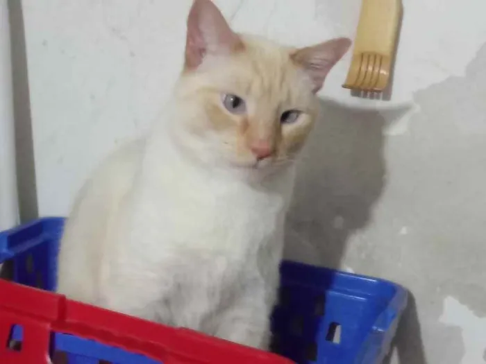 Gato ra a Srd idade 1 ano nome Pepe belíssimo