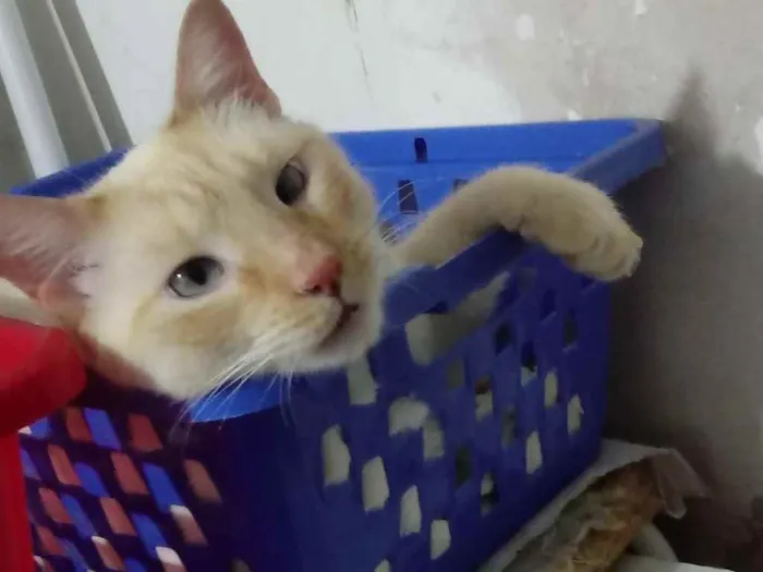Gato ra a Srd idade 1 ano nome Pepe belíssimo