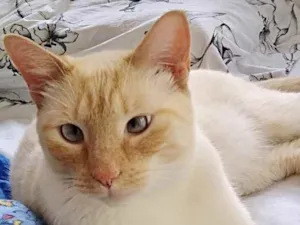 Gato raça Srd idade 1 ano nome Pepe belíssimo 