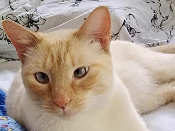 Gato ra a Srd idade 1 ano nome Pepe belíssimo