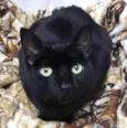 Orfeu lindo bonzinho