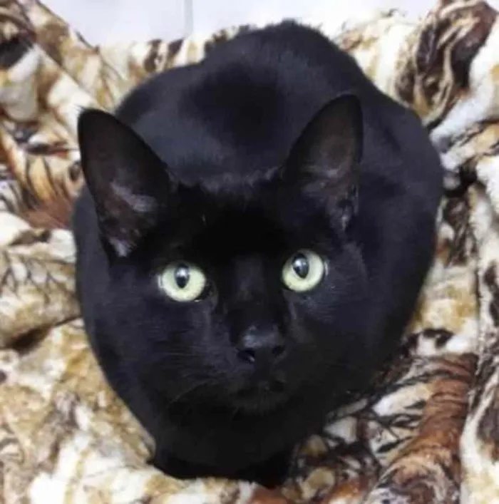 Gato ra a Srd idade 1 ano nome Orfeu lindo bonzinho