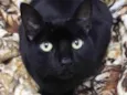 Orfeu lindo bonzinho