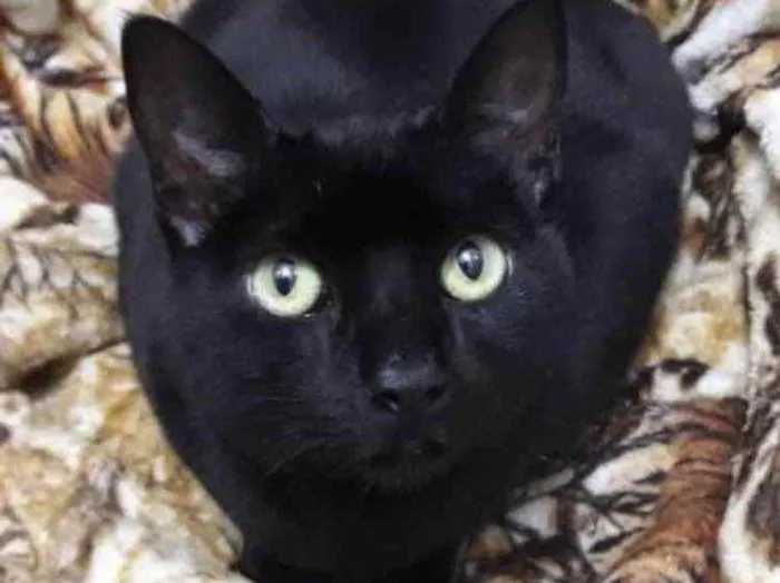 Gato ra a Srd idade 1 ano nome Orfeu lindo bonzinho