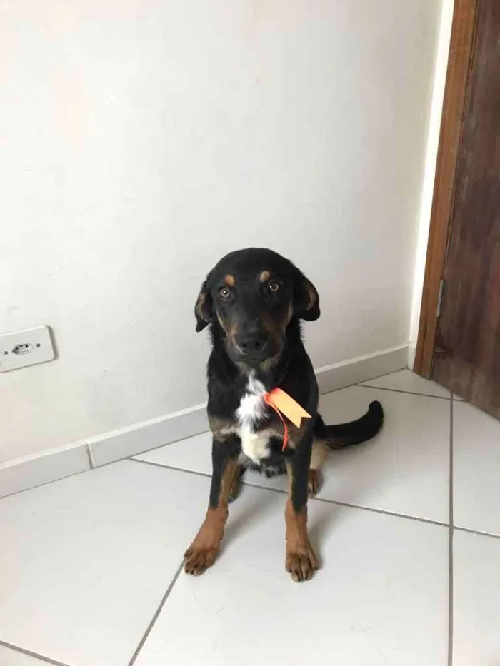 Cachorro ra a Vira lata  idade 7 a 11 meses nome Jorge digo Pietro 