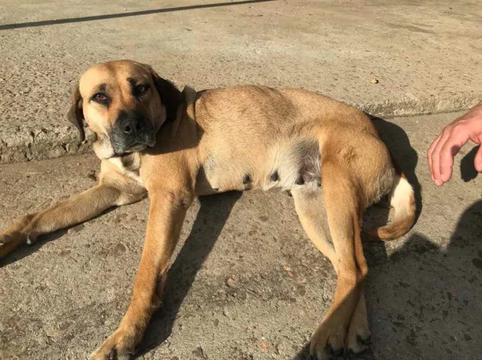 Cachorro ra a Vira lata  idade 7 a 11 meses nome Jorge digo Pietro 