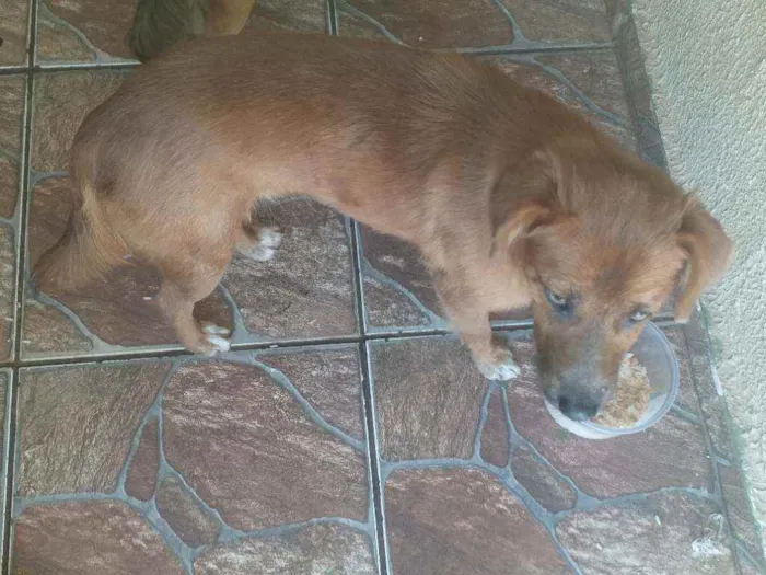 Cachorro ra a Viralata idade 2 a 6 meses nome Cristal, bolinho