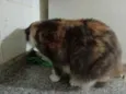Fumaça Linda demais