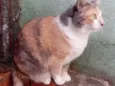Fumaça Linda demais
