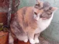 Fumaça Linda demais