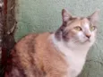 Fumaça Linda demais