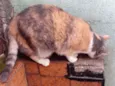 Fumaça Linda demais