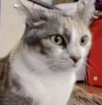 Fumaça Linda demais