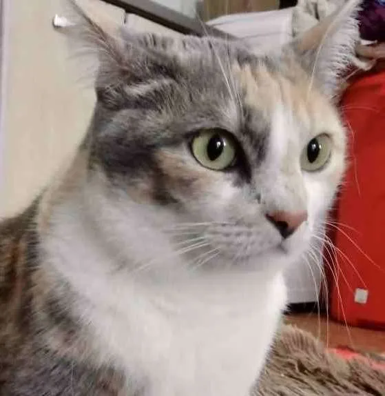 Gato ra a Srd idade 1 ano nome Fumaça Linda demais