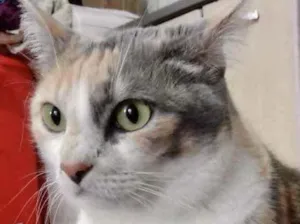 Gato raça Srd idade 1 ano nome Fumaça Linda demais 