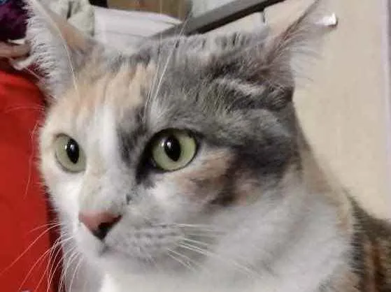 Gato ra a Srd idade 1 ano nome Fumaça Linda demais