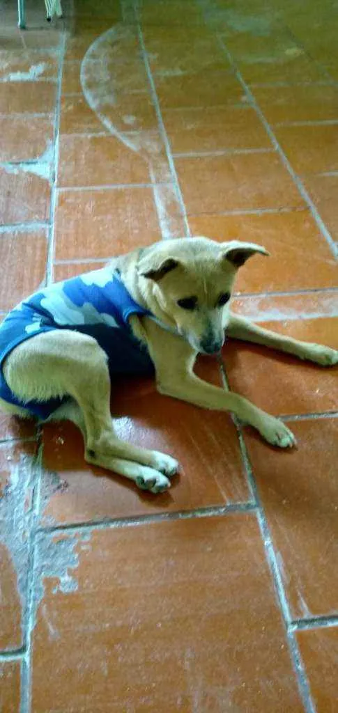 Cachorro ra a Sem raca definida idade 5 anos nome Caramelo