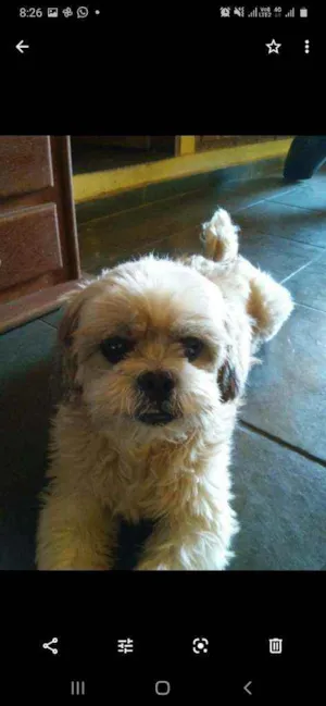 Cachorro raça Shitzu idade 6 ou mais anos nome Darchan