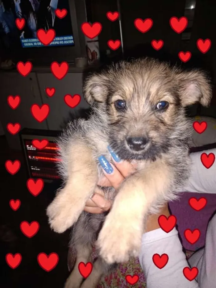 Cachorro ra a SRD-ViraLata idade Abaixo de 2 meses nome Fofurinhas