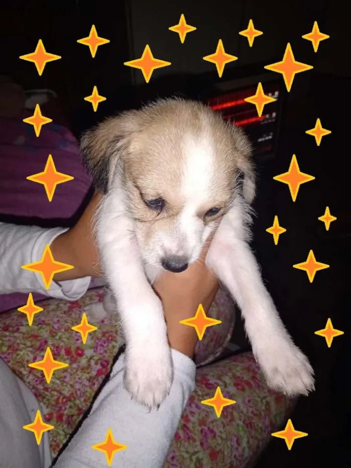Cachorro ra a SRD-ViraLata idade Abaixo de 2 meses nome Fofurinhas