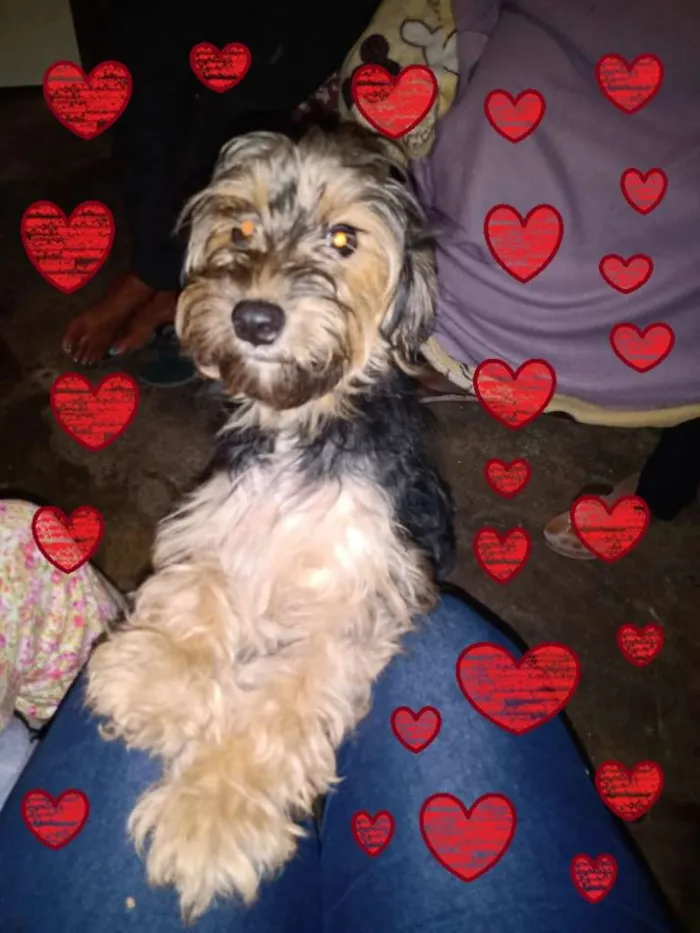 Cachorro ra a SRD-ViraLata idade Abaixo de 2 meses nome Fofurinhas