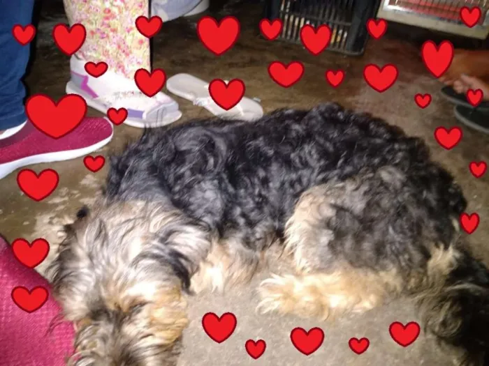 Cachorro ra a SRD-ViraLata idade Abaixo de 2 meses nome Fofurinhas