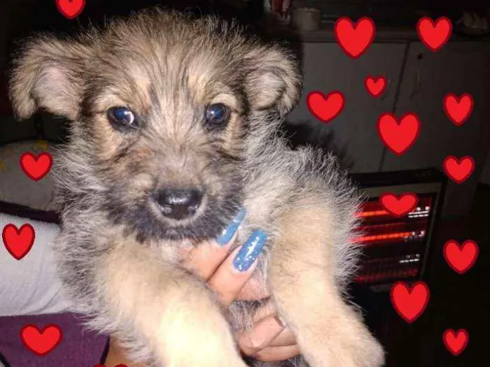 Cachorro ra a SRD-ViraLata idade Abaixo de 2 meses nome Fofurinhas