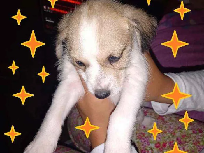 Cachorro ra a SRD-ViraLata idade Abaixo de 2 meses nome Fofurinhas