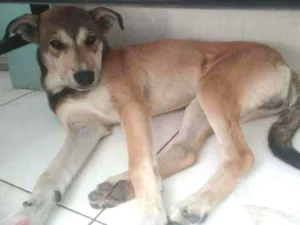 Cachorro raça Vira lata idade 2 a 6 meses nome Maiky