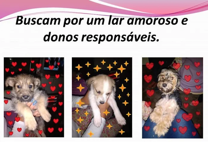 Cachorro ra a SRD-ViraLata idade Abaixo de 2 meses nome Fofurinhas