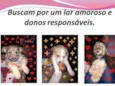Fofurinhas