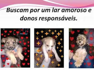 Cachorro raça SRD-ViraLata idade Abaixo de 2 meses nome Fofurinhas