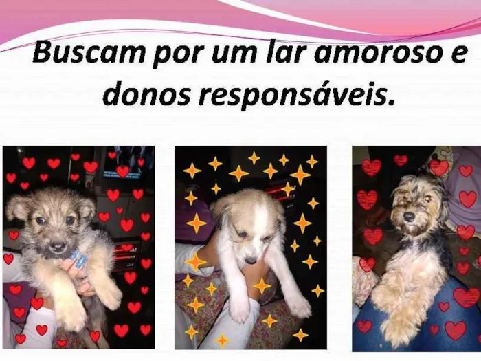 Cachorro ra a SRD-ViraLata idade Abaixo de 2 meses nome Fofurinhas