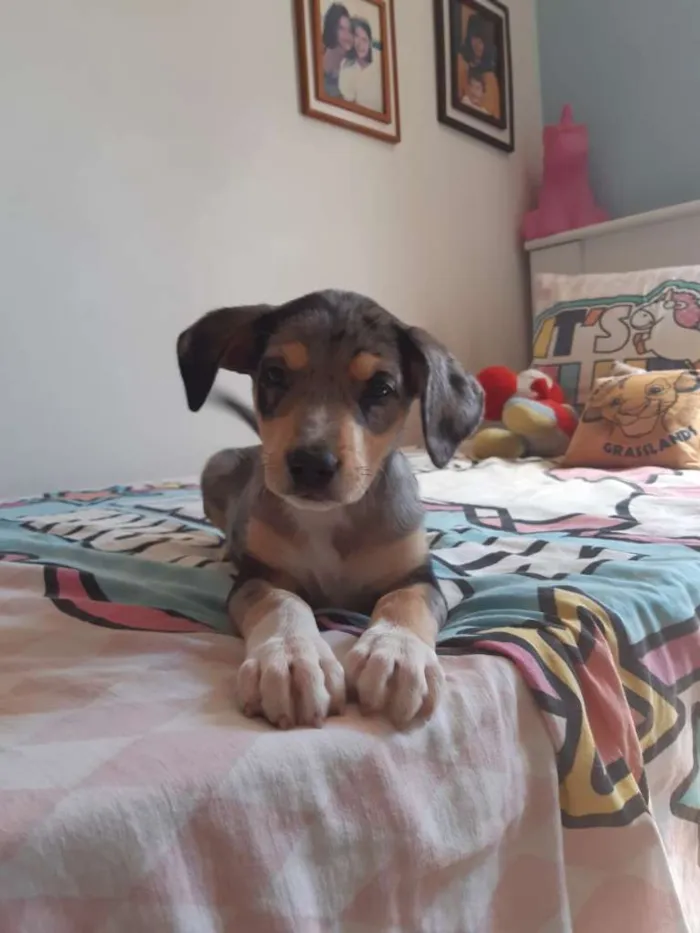 Cachorro raça Mix de Blue Heeler idade 2 a 6 meses nome Hannah