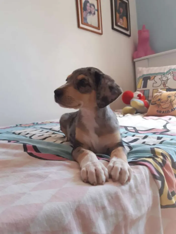 Cachorro raça Mix de Blue Heeler idade 2 a 6 meses nome Hannah