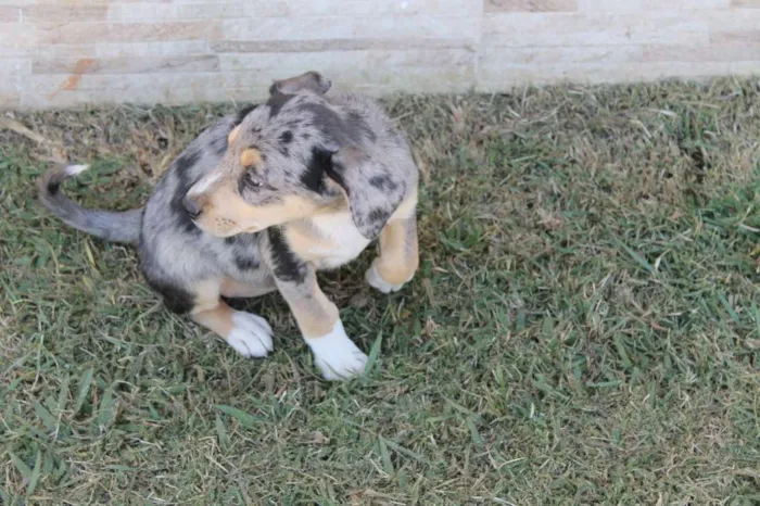 Cachorro raça Mix de Blue Heeler idade 2 a 6 meses nome Hannah
