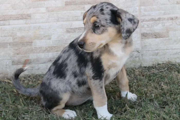 Cachorro raça Mix de Blue Heeler idade 2 a 6 meses nome Hannah