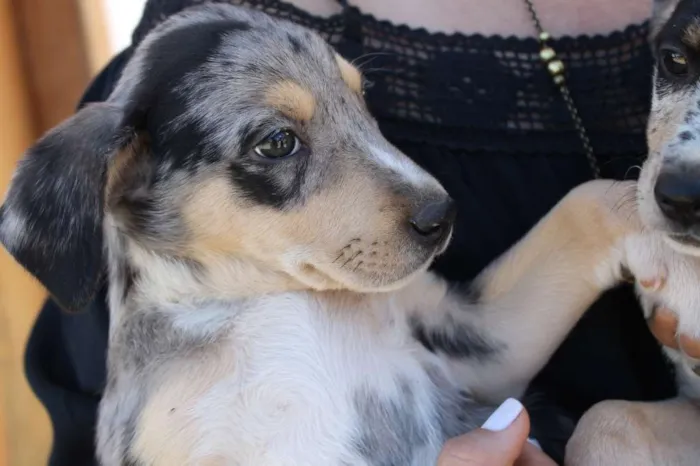Cachorro raça Mix de Blue Heeler idade 2 a 6 meses nome Hannah