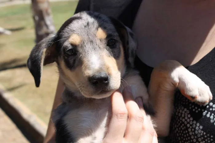 Cachorro raça Mix de Blue Heeler idade 2 a 6 meses nome Hannah