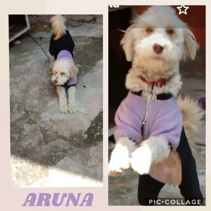 Cachorro ra a SRD/POODLE idade 1 ano nome ARUNA